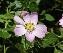 Rosa rubiginosa inflorescence (16).jpg