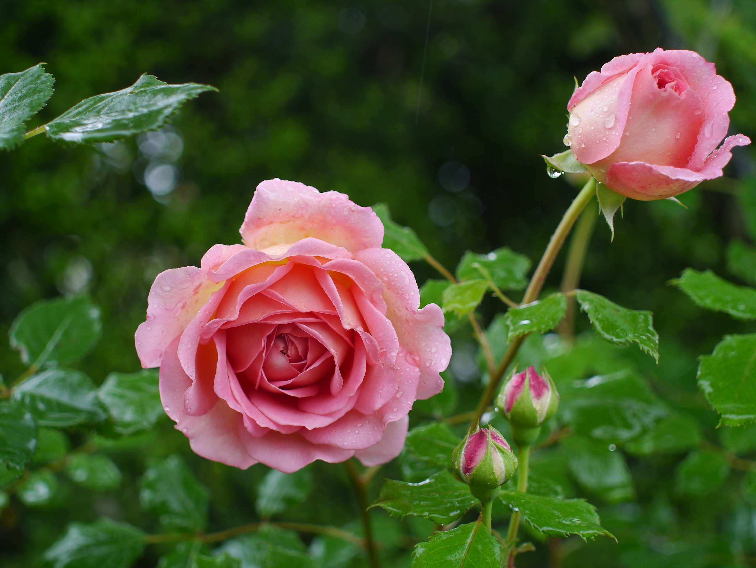 File:Rose, Jubilee Celebration, バラ, ジュビリー セレブレーション