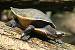 Thumbnail for Red-bellied short-necked turtle