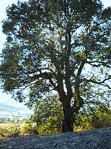 Roverella monumentale nell'agro di Petrella Tifernina