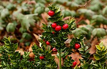 'John Redmond' cultivar Ruscus aculeatus 'John Redmond'. Locatie, Tuinreservaat Jonkervallei 04.jpg