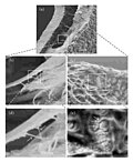 Миниатюра для Файл:SEM images of multilayer constructed M. chuni spicule.jpg