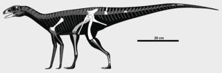 <i>Sacisaurus</i> Extinct genus of reptiles