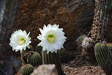 Cvijet Saguaro.jpg