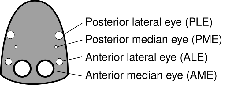 File:Salticidae eyes labelled en.svg