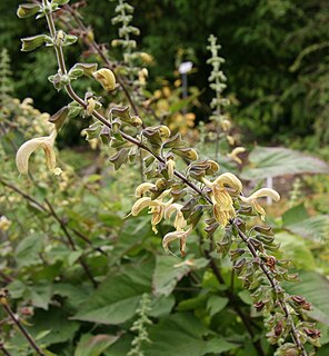 <i>Salvia nubicola</i> species of plant