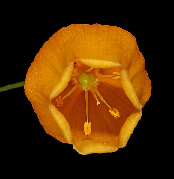 File:Sandersonia aurantiaca 1DS-II 2-5382.jpg