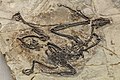 * Nomination Fossil of Sapeornis_chaoyangensis --Tiouraren 04:33, 26 August 2021 (UTC) * Decline  Oppose Sorry, this is smaller than the minimum size of 2 megapixels. -- Ikan Kekek 07:19, 26 August 2021 (UTC)