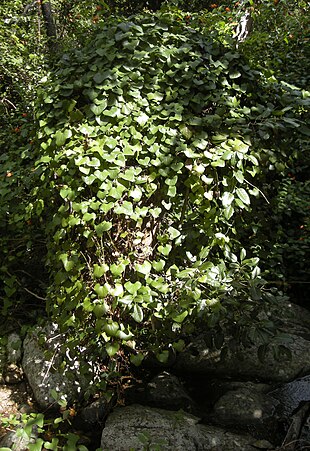 Pearl Vine Growth habit Sarcopetalum harveyanum.jpg