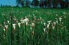 Weiße Schlauchpflanze am Naturstandort
