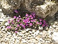 Saxifraga oppositifolia