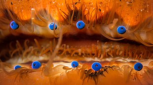 Scallop eyes2.jpg