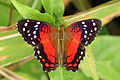 Scarlet peacock (Anartia amathea) male.JPG