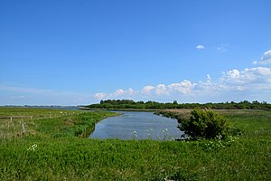 Schleswig-Holstein, Dithmarschen, Landschaftsschutzgebiet Speicherkoog Dithmarschen (Nordkoog) NIK 3261.jpg