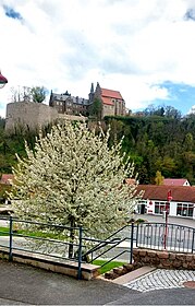 Der gleiche Baum in Gegenrichtung. Im Hintergrund das Schloss Mansfeld