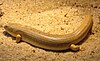 Schneiders skink 001.jpg