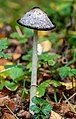 * Nomination Tintling (Coprinus comatus) in the Bruderwald in Bamberg.Faocus stack from 4 frames. --Ermell 08:39, 31 May 2022 (UTC) * Promotion Very good (as always). --Florstein 09:43, 31 May 2022 (UTC)