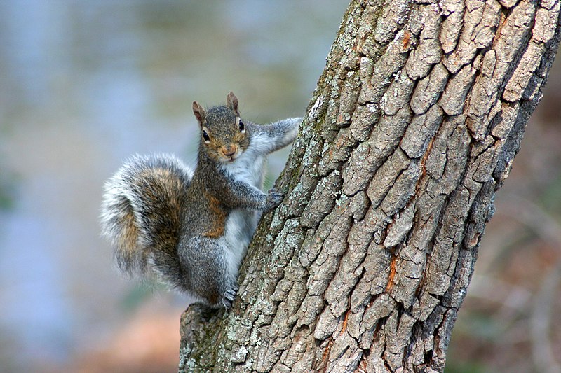 File:Sciurus carolinensis-gotigersjf.jpg