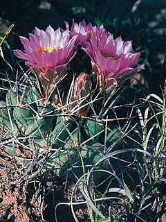 <i>Sclerocactus glaucus</i>