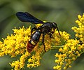 * Nomination Scolia dubia (blue-winged scoliid wasp) on goldenrod (Solidago spp.), Frederick County, Maryland --Acroterion 03:14, 11 September 2022 (UTC) * Promotion  Support Good quality. --Jsamwrites 07:39, 11 September 2022 (UTC)