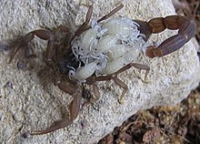 Compsobuthus werneri female with young Scorpionwithyoung.JPG