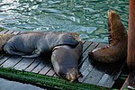 Thumbnail for File:Sea Lions (Lincoln County, Oregon scenic images) (lincD0021).jpg