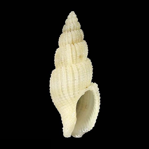 File:Seashell Antillophos intactus.jpg