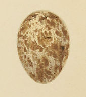 Painting of an egg Seebohm Garden Warbler egg.jpg