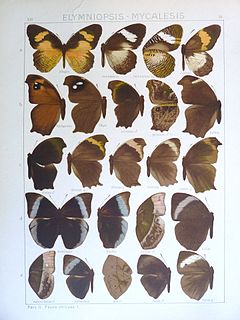 <i>Gnophodes betsimena</i> Species of butterfly