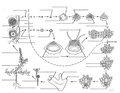 Selaginellales life cycle.pdf