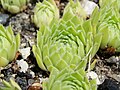 Sempervivum funckii var. aqualiense E. Morren