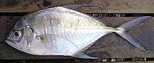 Silvermouth trevally.jpg