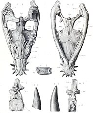 Gravure de divers restes crâniens et vertébrales de Simolestes vorax.