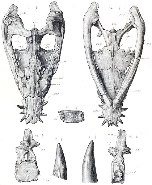 File:Simolestes.jpg