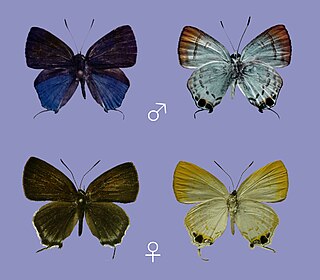 <i>Sinthusa kawazoei</i> Species of butterfly