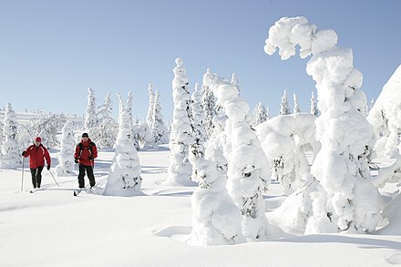 Cross-country skiing in Riisitunturi National Park