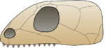 Skull anapsida.png