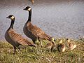 Kleine Canadese gans (Branta hutchinsii)