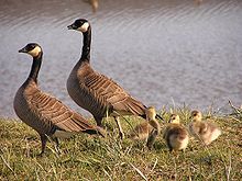 Пара малых канадских казарок (Branta hutchinsii) с птенцами