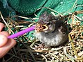 Alimentando um filhote de boca amarela que caiu do ninho