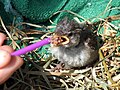 Alimentando a un pollito de boca amarilla que se ha caído del nido