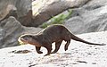 Smooth-coated Otter in Tungabhadra River by Samad Kottur.jpg