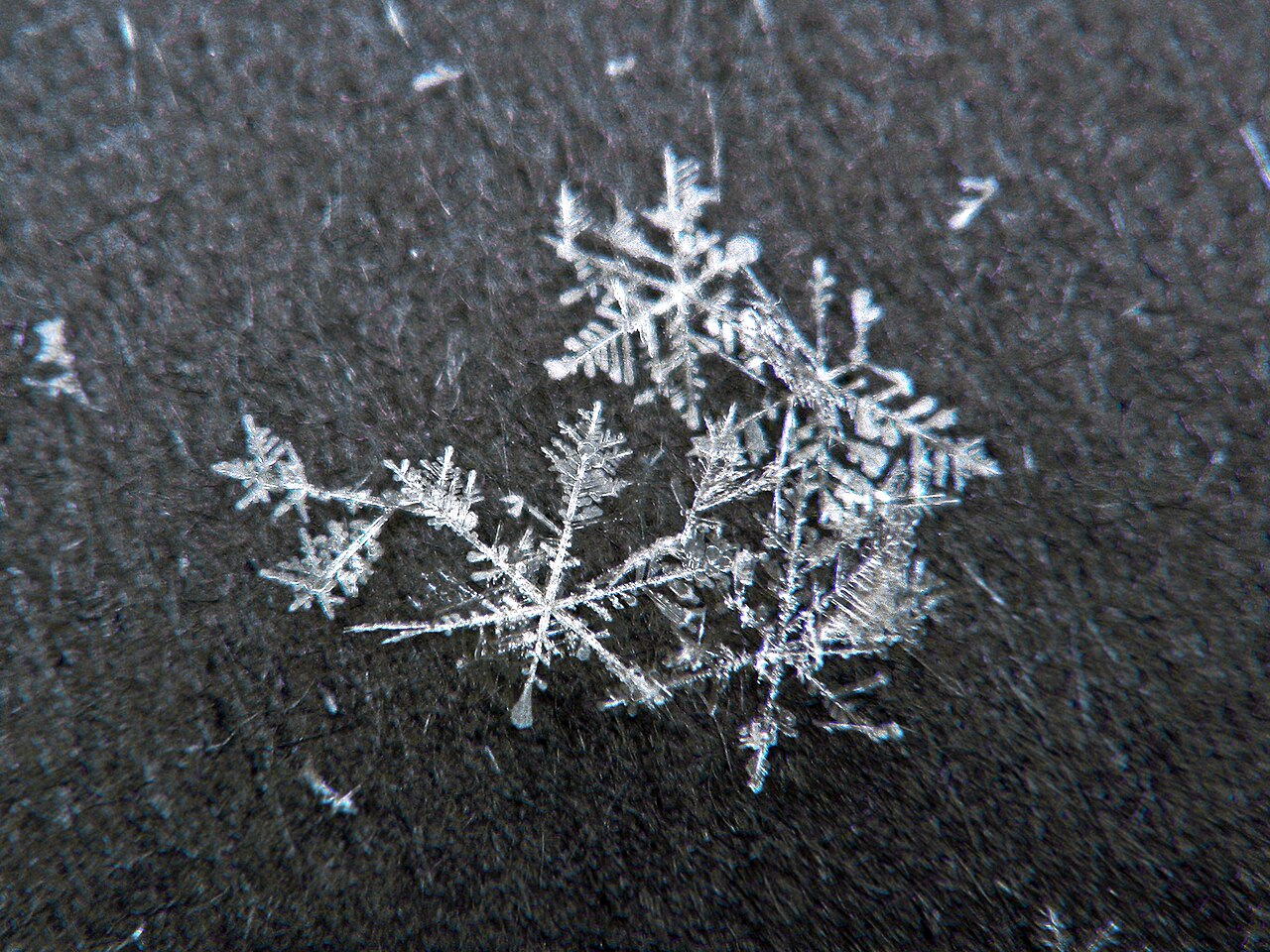 https://upload.wikimedia.org/wikipedia/commons/thumb/2/23/Snow_Flakes.jpg/1280px-Snow_Flakes.jpg