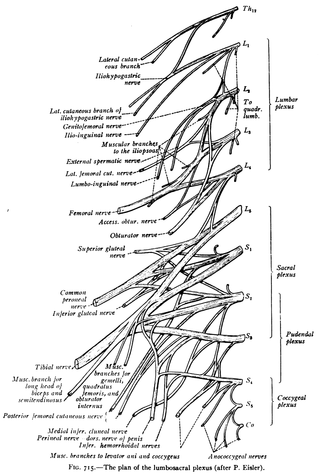 <span class="mw-page-title-main">Sacral spinal nerve 2</span>