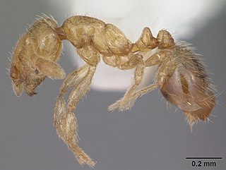 <i>Solenopsis abdita</i> Species of ant