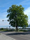 Summer linden tree Aufkirch.jpg