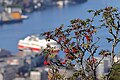 * Nomination Sorbus aucuparia in Bergen, Norway --Vasmar1 15:28, 21 December 2023 (UTC) * Promotion  Support Good quality. --Plozessor 05:52, 22 December 2023 (UTC)