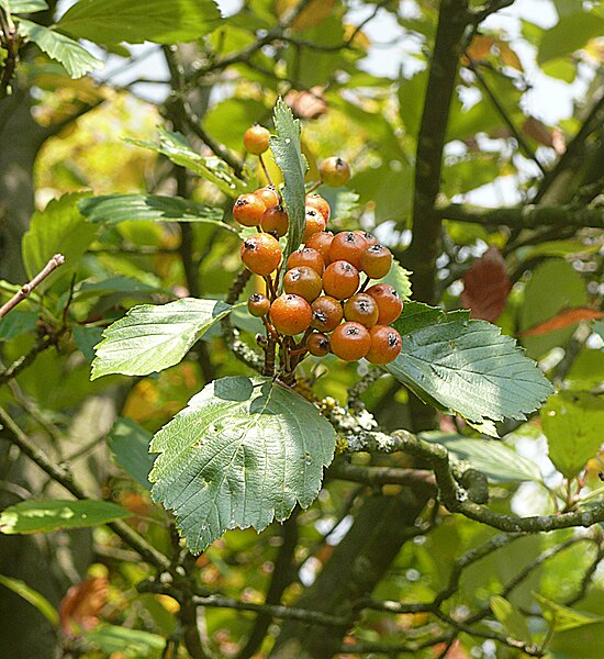 File:Sorbus seyboldiana 20140906.jpg