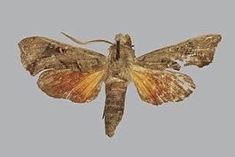 Sphingonaepiopsis malgassica