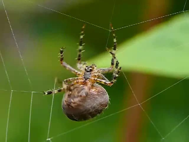 ملف:Spider web building.webm